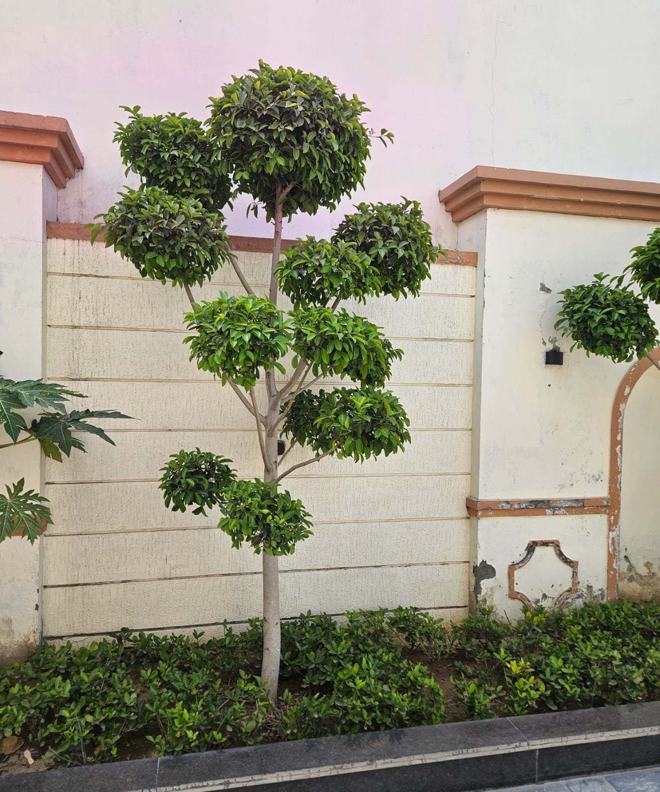 Tree Plantation Drive & Services