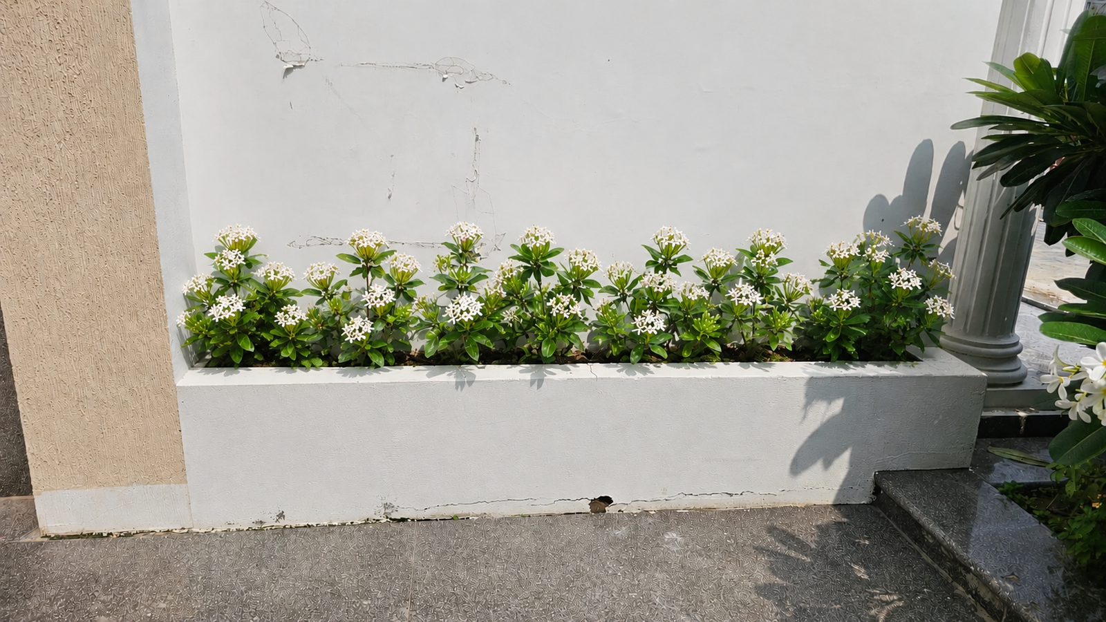 Ixora Flower Plant for Garden Borders & Landscaping