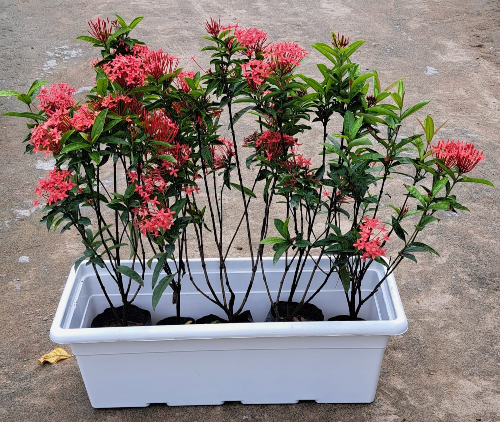 Ixora Plant for Garden Landscaping – Colorful Flowering Hedge