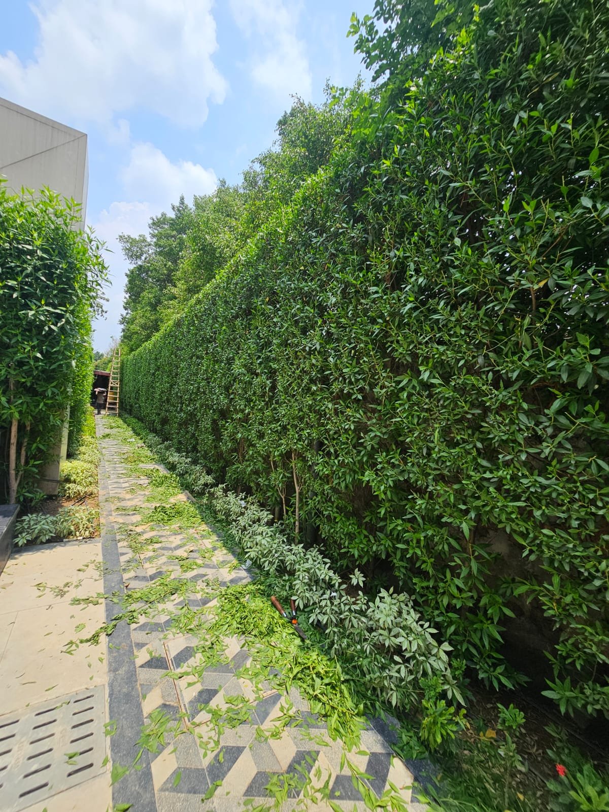 Vertical Green Wall project