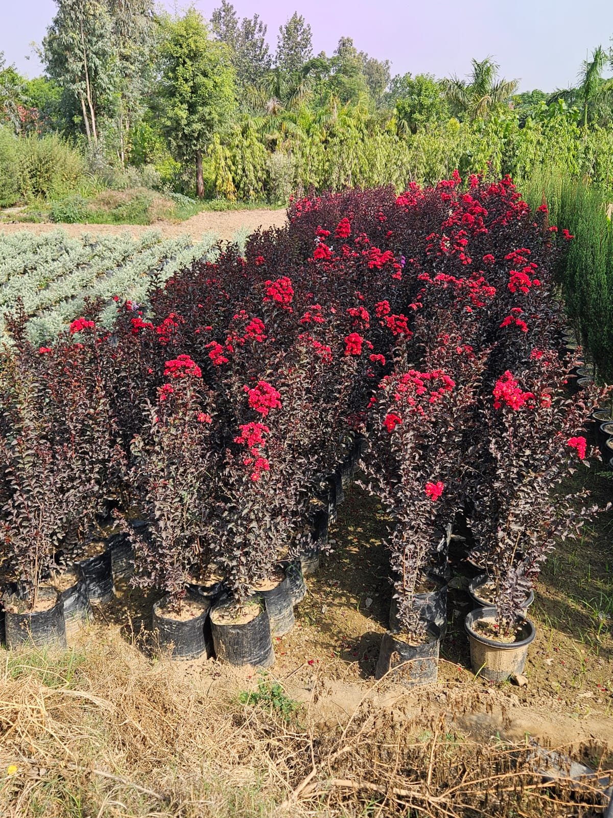 Bulk Plant Supply
