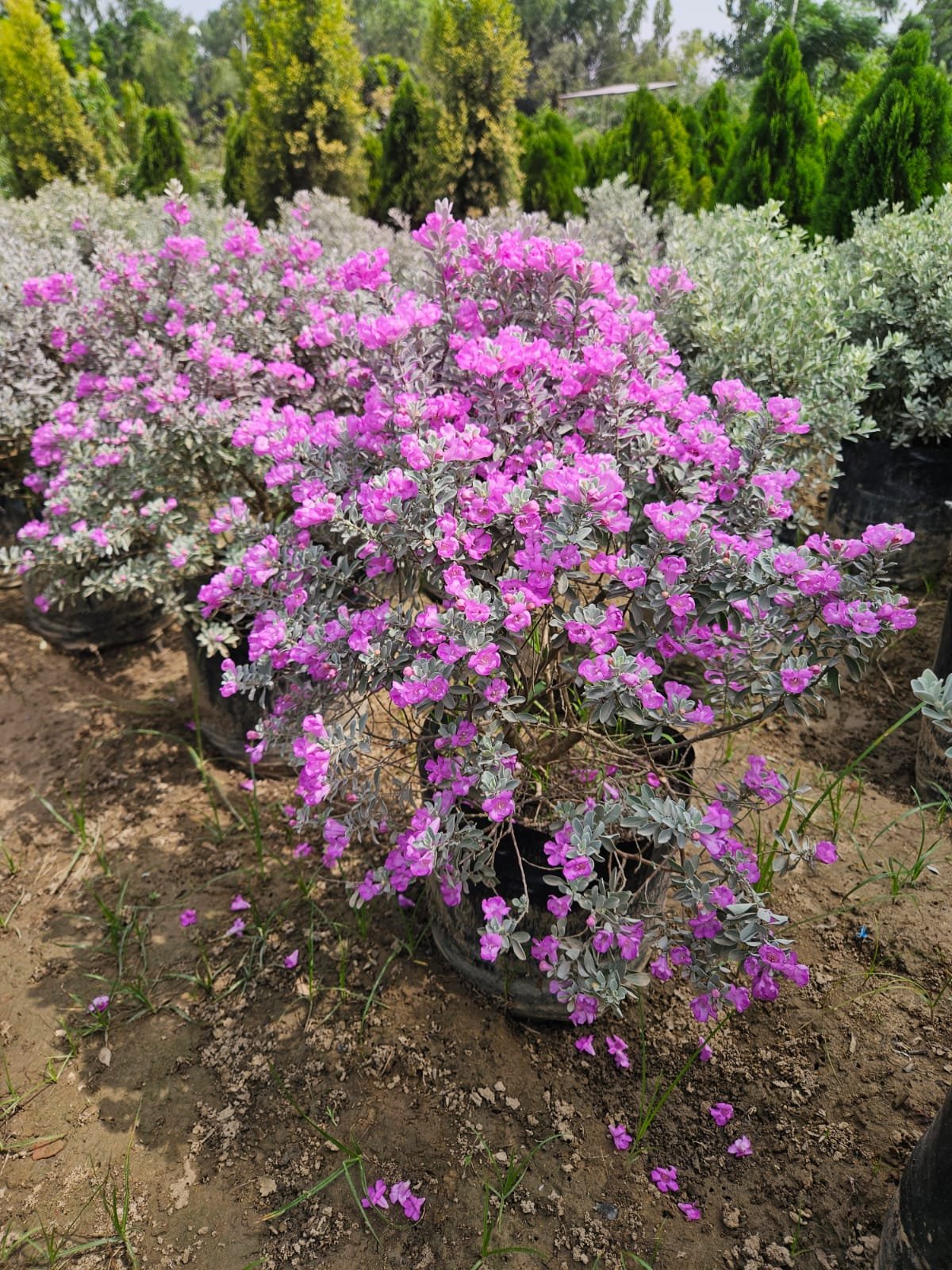 Bulk Plant Supply