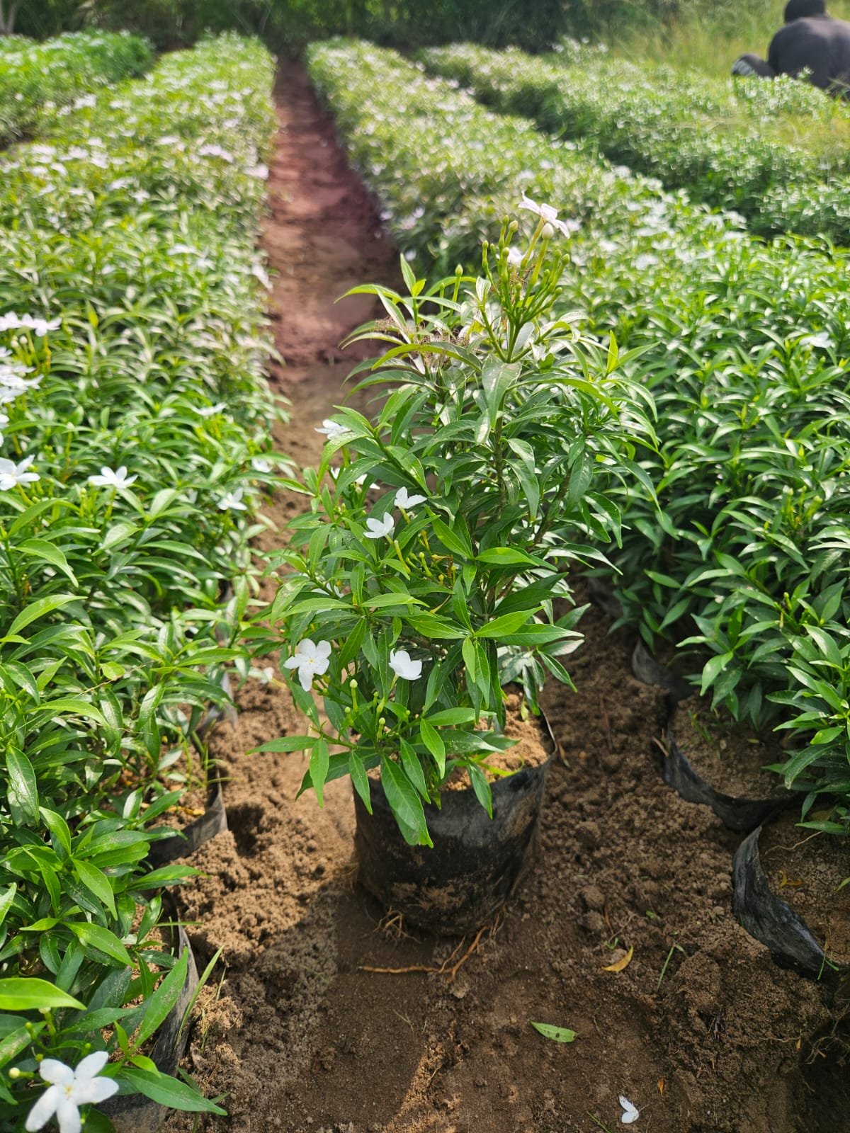 Bulk Plant Supply