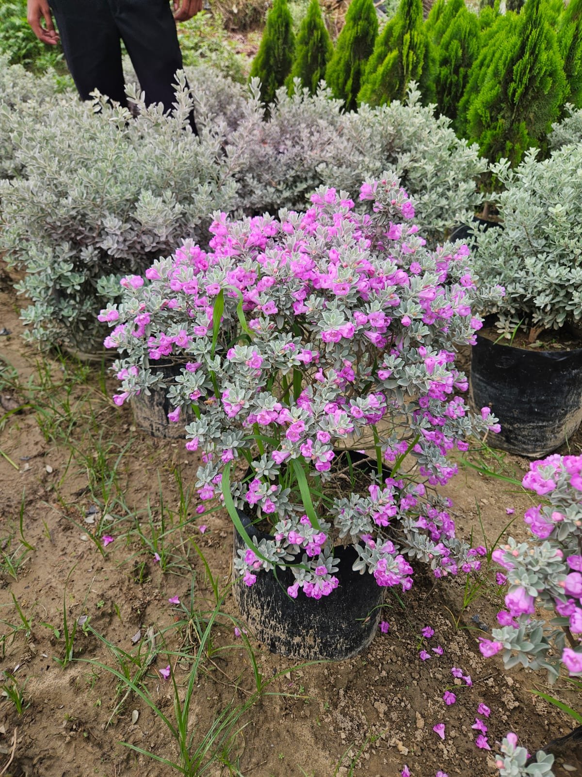 Bulk Plant Supply