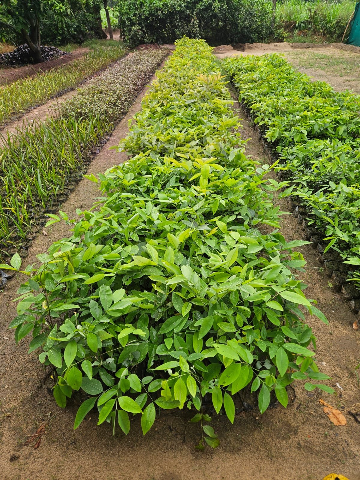 Bulk Plant Supply