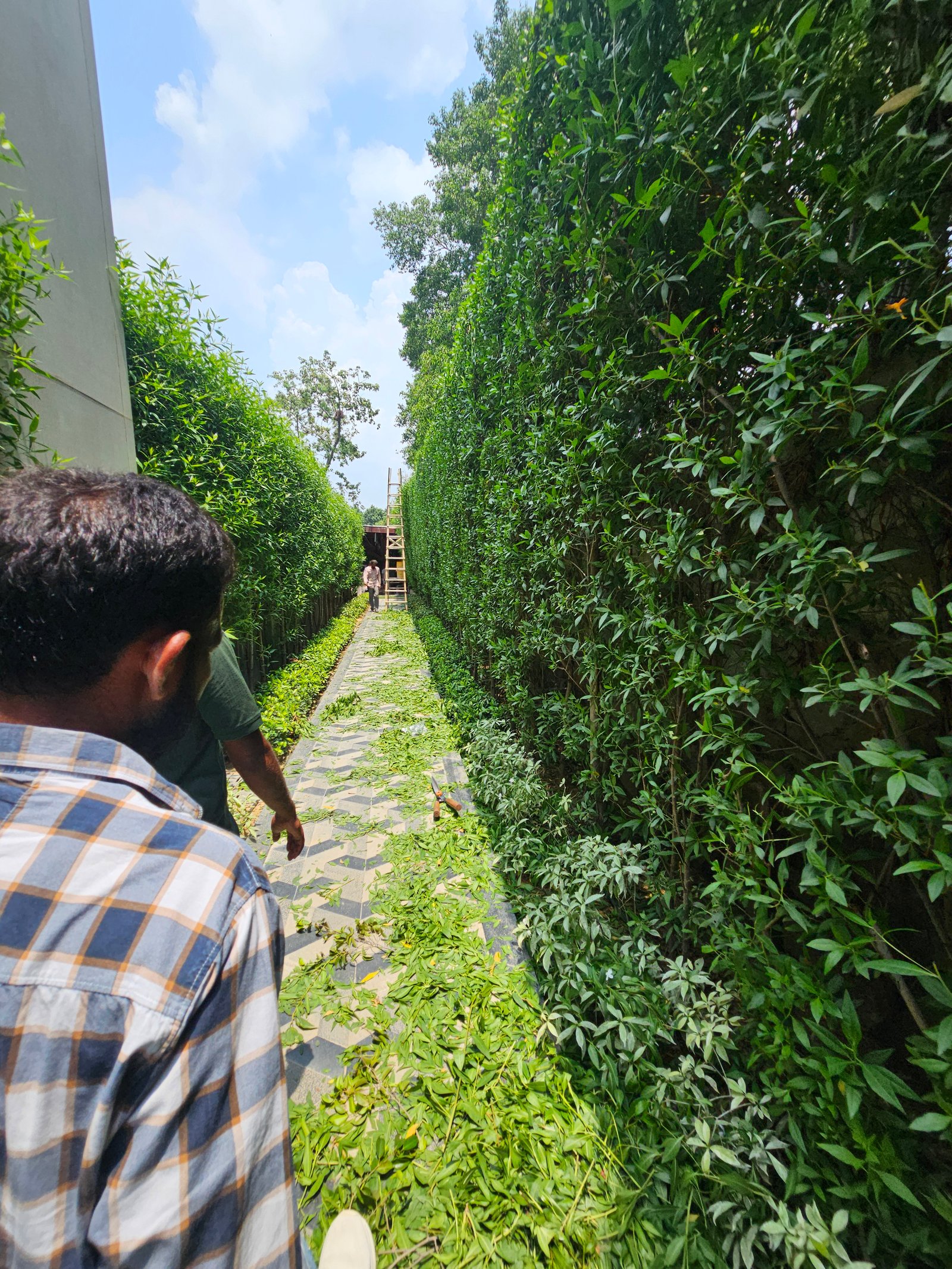 Garden Maintenance