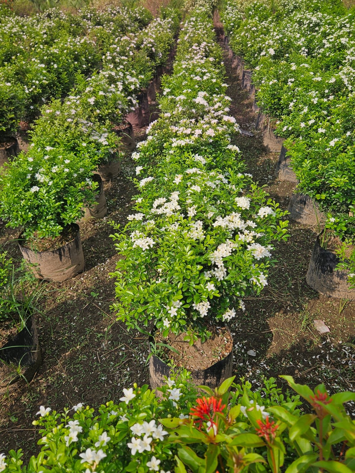 Bulk Plant Supply