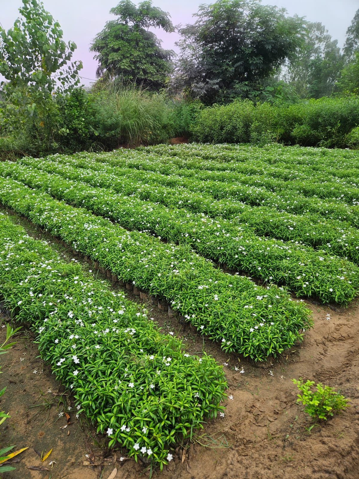 Bulk Plant Supply