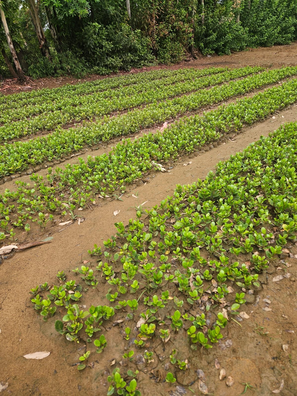 Nursery Plants for Landscaping – Healthy Shrub Seedlings for Plantation