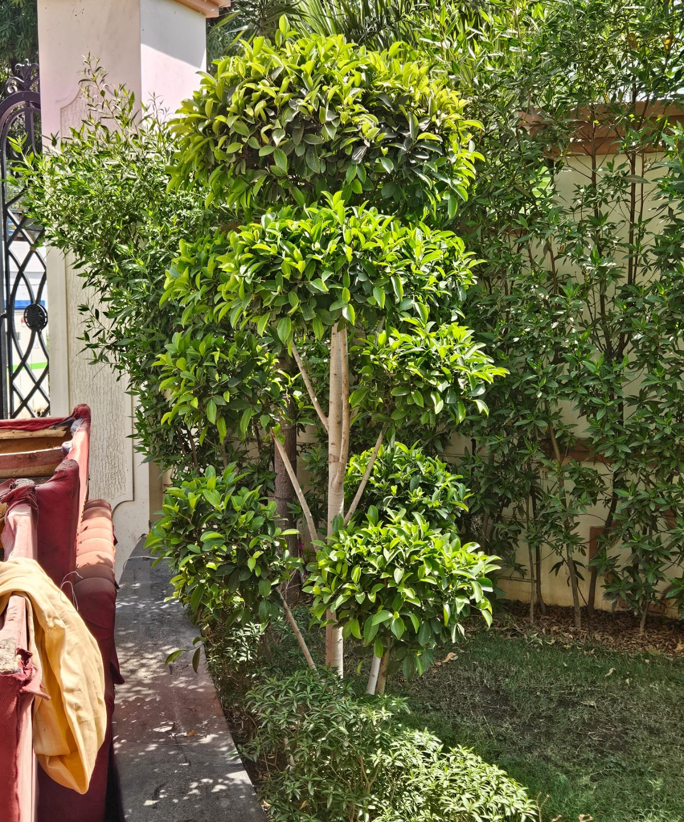 Tree Plantation Drive & Services