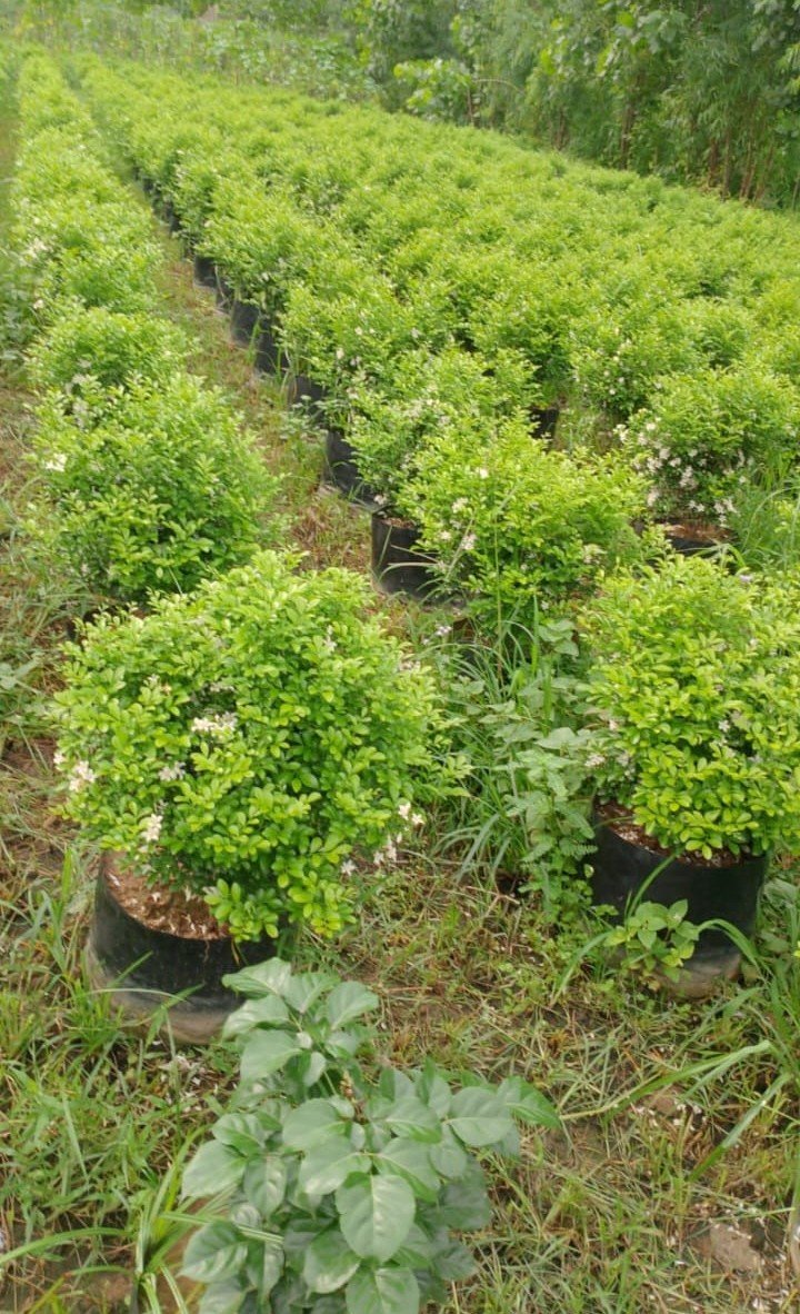 Bulk Plant Supply