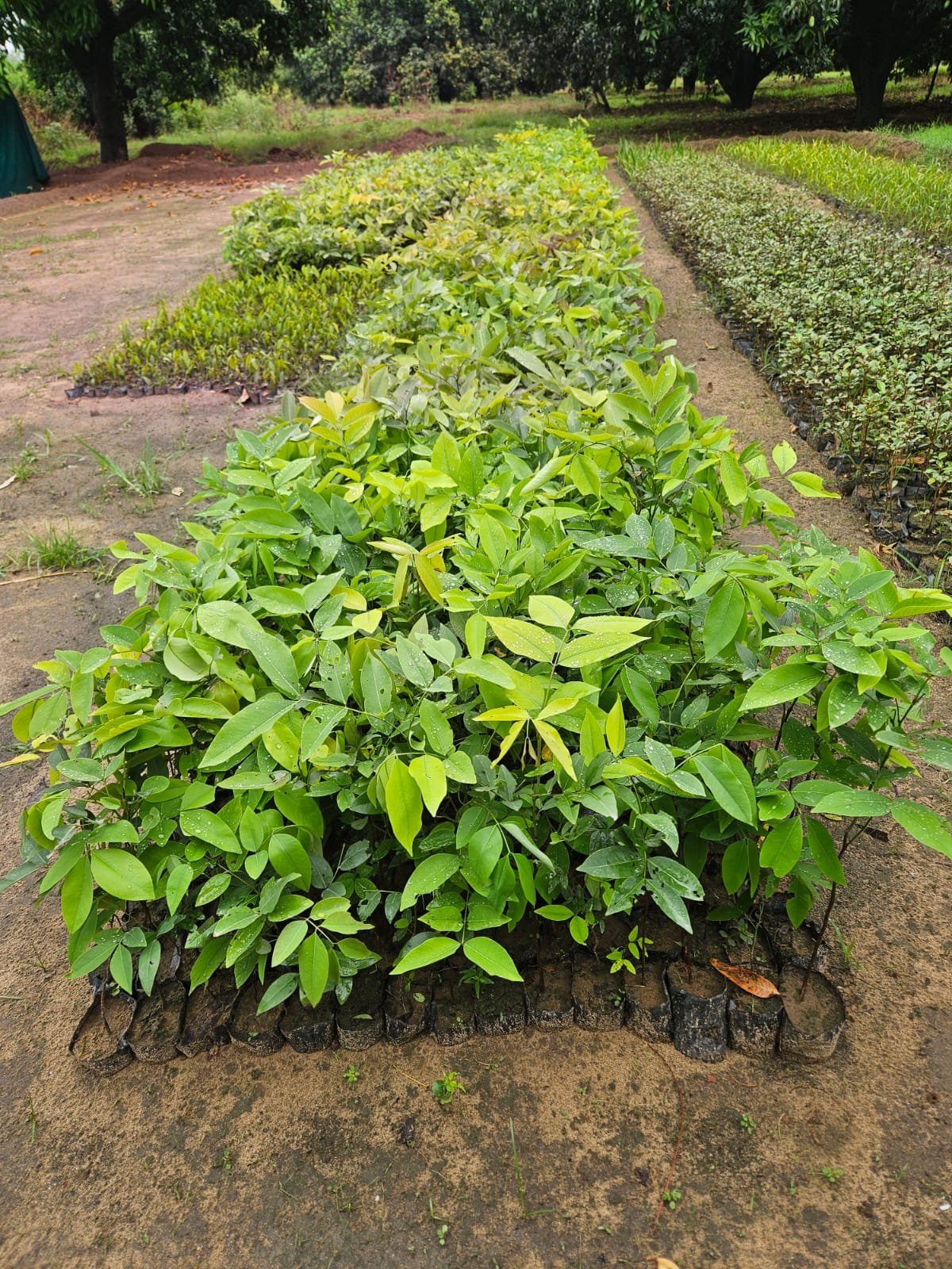 Bulk Plant Supply