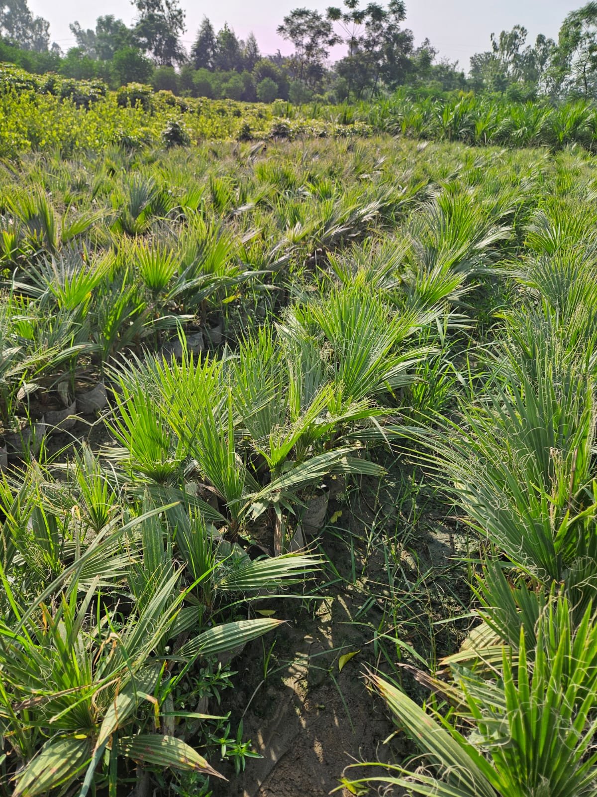 Premium Palm Plants & Nursery Stock for Landscaping