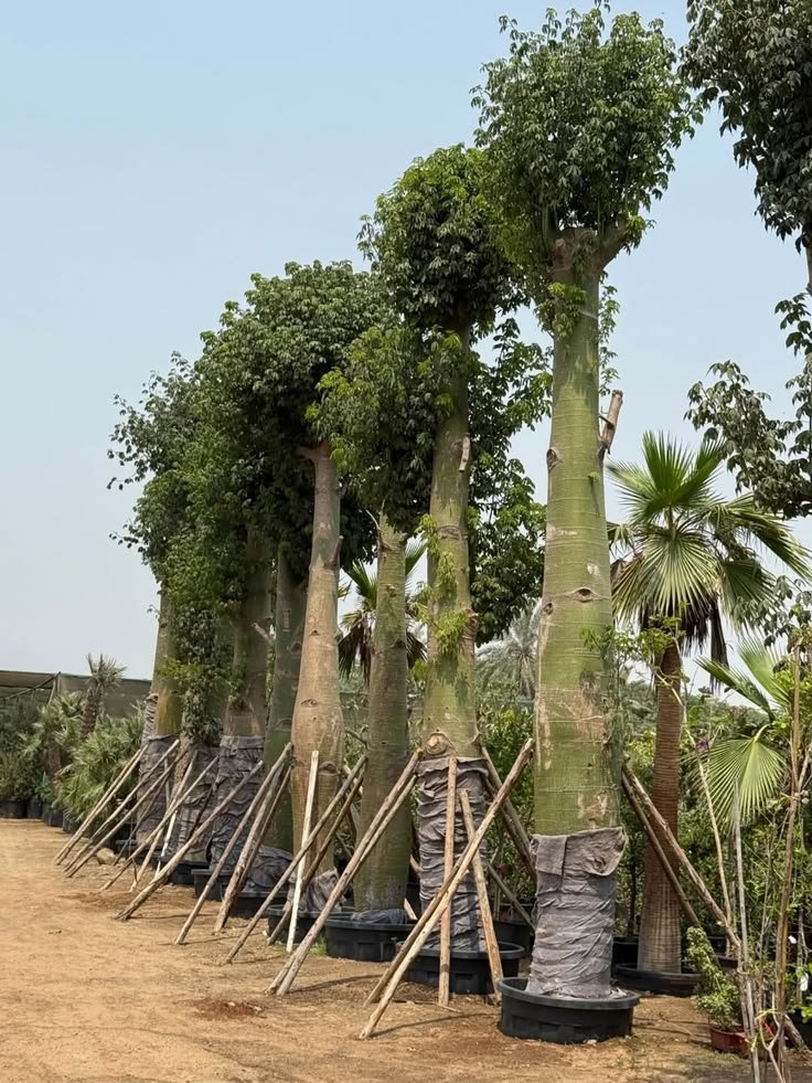 Mature Transplanted Trees for Premium Landscape Plantation