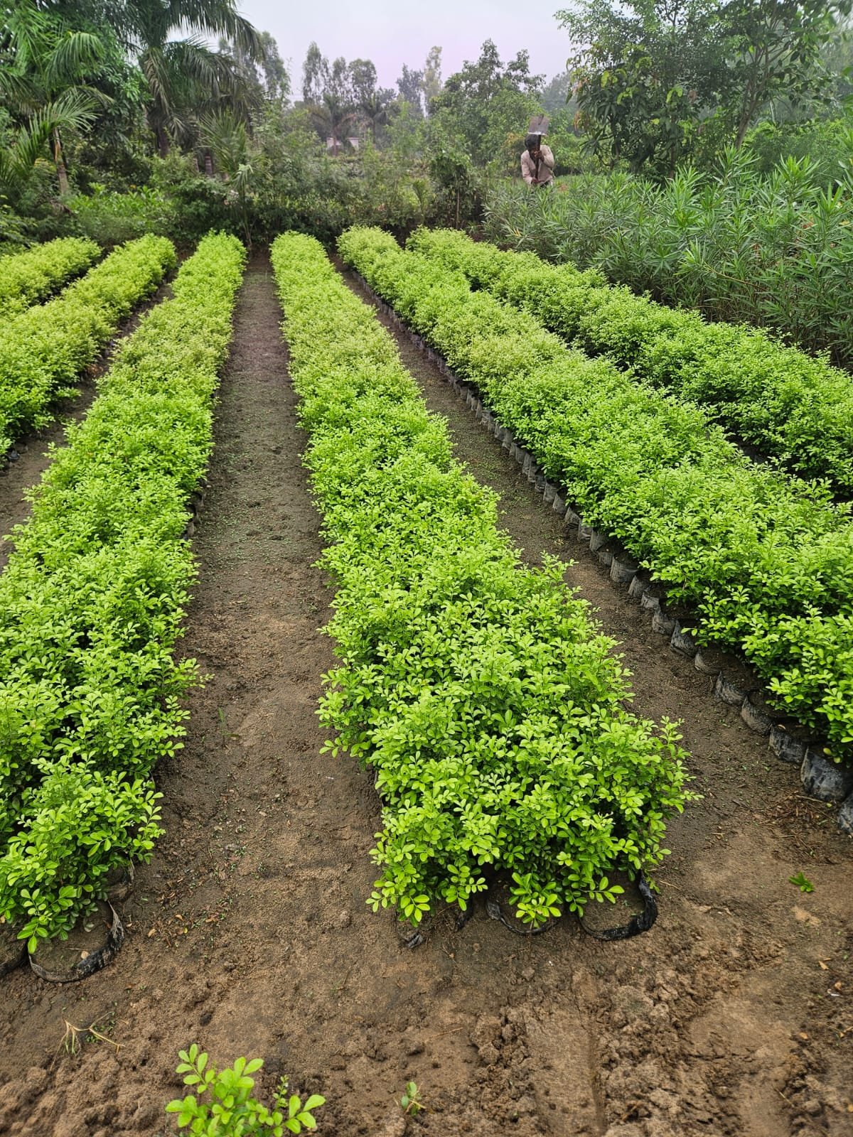 Bulk Plant Supply